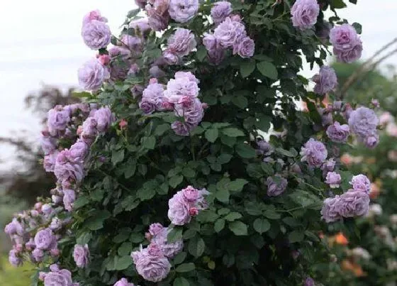 植物种类|薰衣草花环是藤本还是灌木