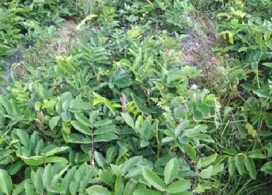 功效常识|石参的功效与作用及食用方法