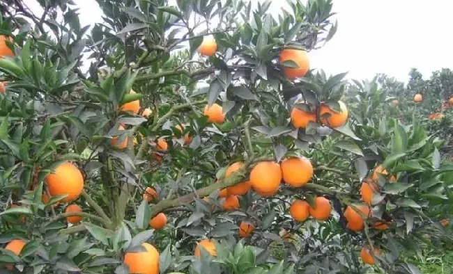 脐橙日灼病预防措施有哪些？ | 种植技术