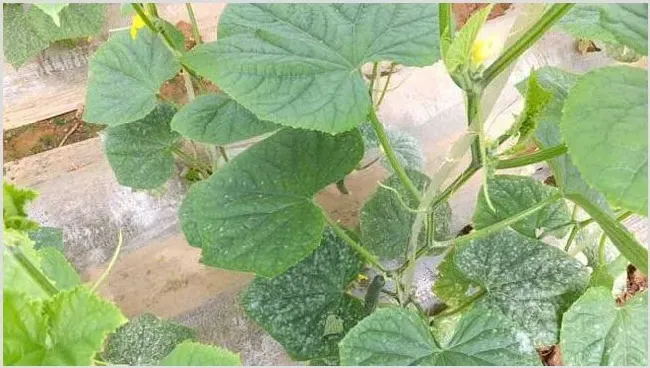 白粉病怎么防治？ | 植物病害