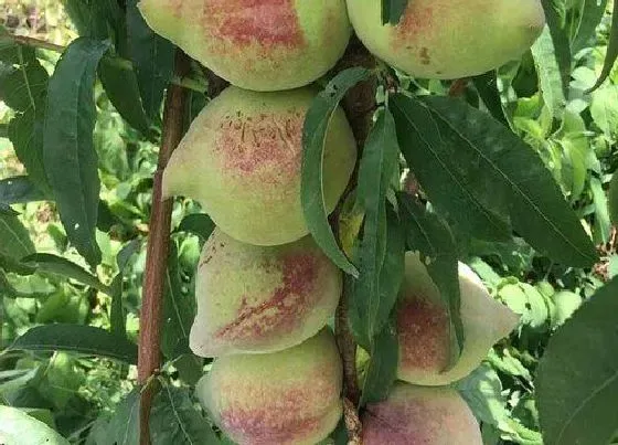 种植管理|黄桃树几年结果实