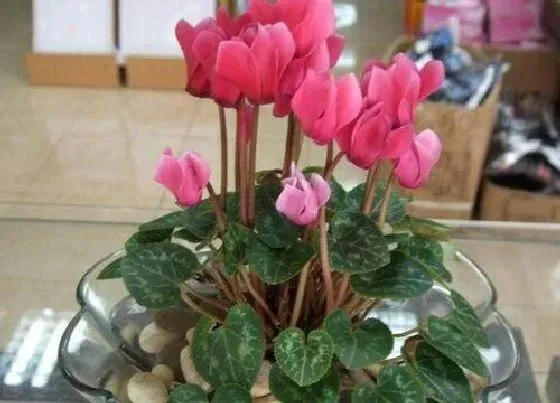 花语|仙客来的花语是什么寓意