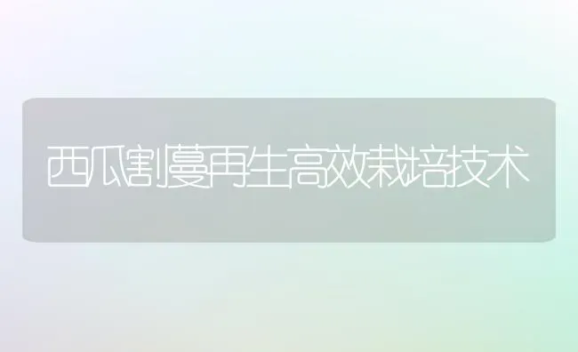 西瓜割蔓再生高效栽培技术 | 瓜果种植