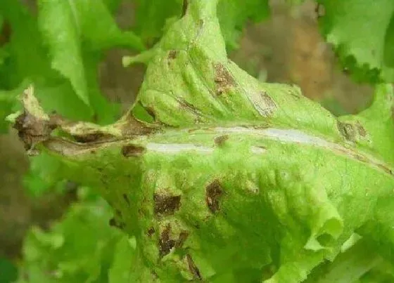 植物病害|莴笋炭疽病的发病原因及治疗方法