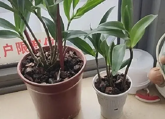 种植位置|石斛可以种在室内吗