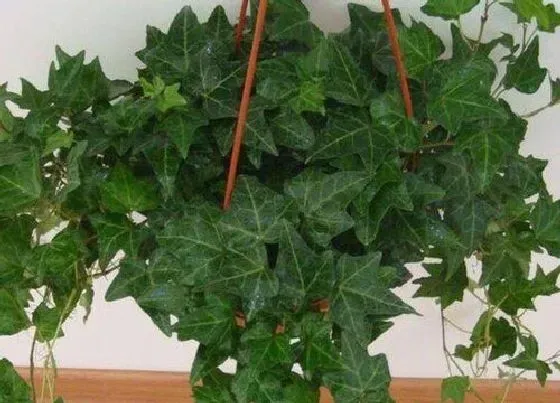 植物百科|常春藤属于什么植物类型
