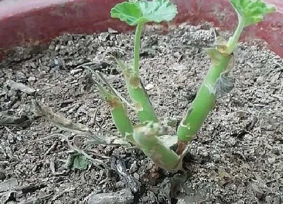 植物修剪|天竺葵冬天可以剪枝吗