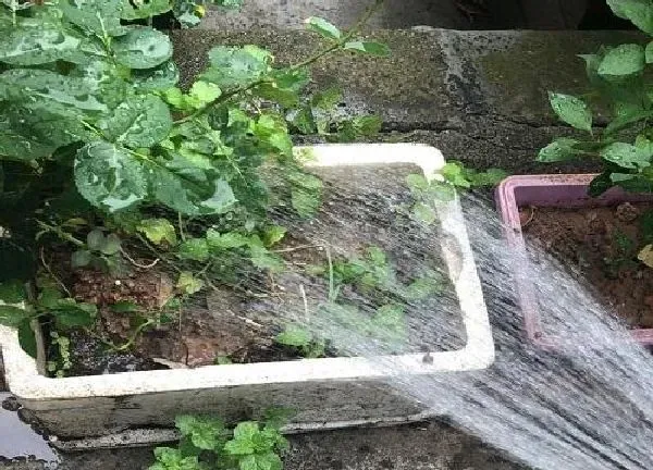 植物浇水|雨水浇花的正确方法 接雨水浇花有什么好处