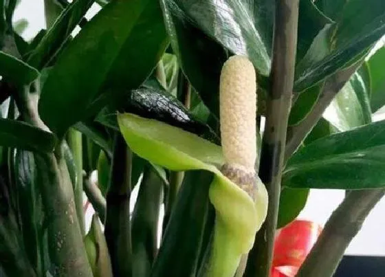 种植土壤|金钱树配土方法与种植土壤