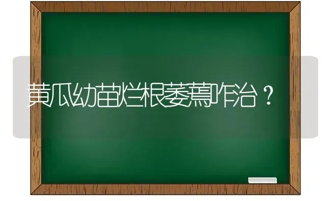 黄瓜幼苗烂根萎蔫咋治？ | 蔬菜种植