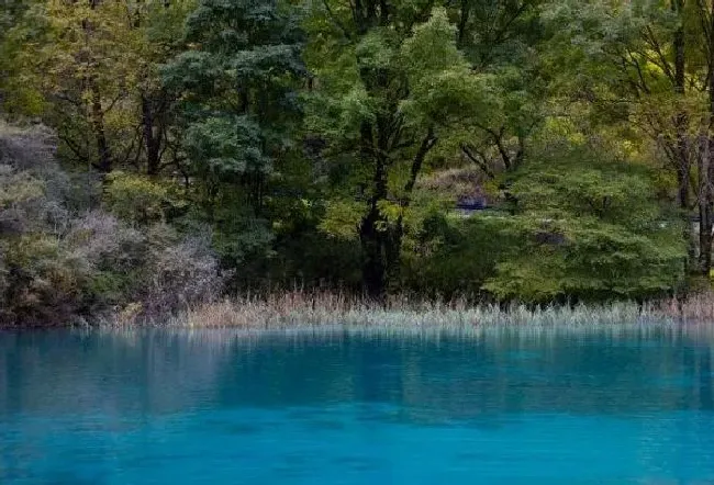 植物产地|历经修复4年 美丽的九寨沟全域恢复开放