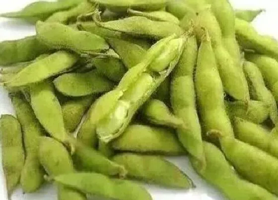 食用科普|毛豆可以生吃吗