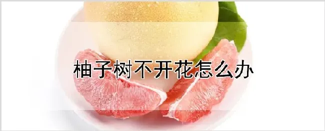 柚子树不开花怎么办 | 农业技术