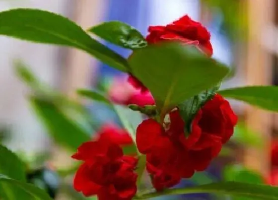 开花时间|指甲草多久开花一次