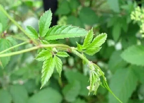 植物百科|绞股蓝生长在什么地方