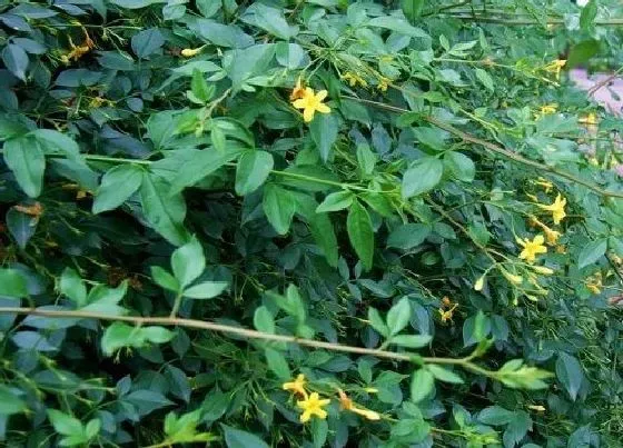 植物香味|迎春花有香味吗