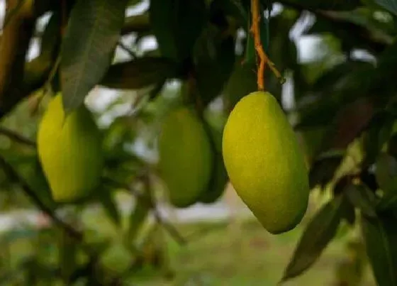 果实成熟|芒果什么季节成熟采摘 在什么时候会上市