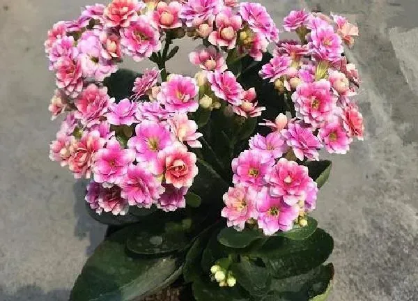 养殖方法|长寿花的茎杆太长了怎么办（花茎长得太高不长叶子原因）