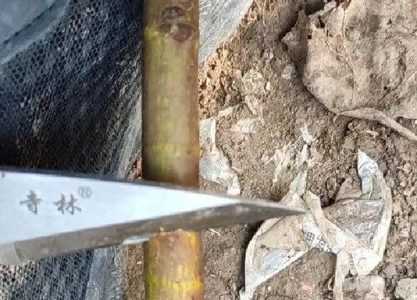 植物发芽|无花果芽接最佳时间和技术方法