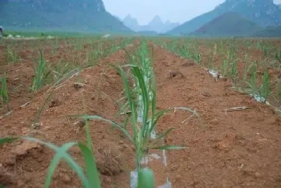 种植管理|甘蔗种植用种子还是用种苗好，甘蔗种子怎样育苗和种植技术）