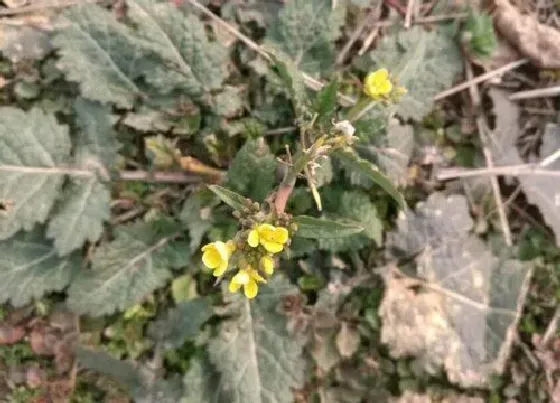 习性特点|蛤蟆草开花是什么样子的 开花图片