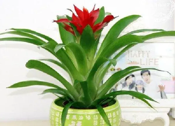 植物浇水|鸿运当头多久浇一次水