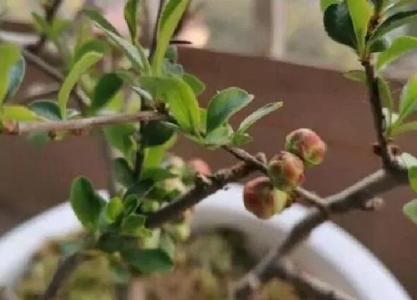 养殖科普|秋季适合养什么花