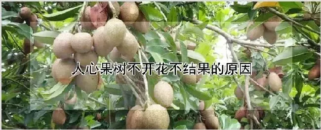 人心果树不开花不结果的原因 | 自然知识