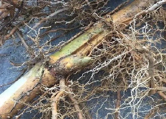 植物产地|竹笋是哪里的特产