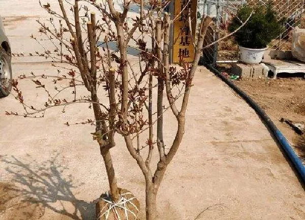 植物移栽|石榴树冬天能移栽吗 冬天移栽石榴树能成活吗