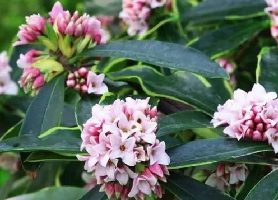 植物香味|瑞香的香味有毒吗（瑞香放室内的花香对人体有害处吗）