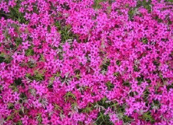开花时间|芝樱花什么时候开花