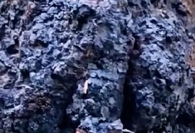 功效常识|桦树茸的功效与作用及食用方法