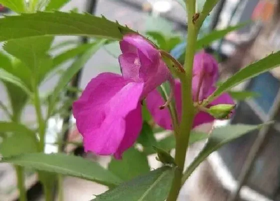 开花时间|指甲草多久开花一次