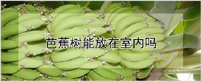 芭蕉树能放在室内吗 | 农业技术