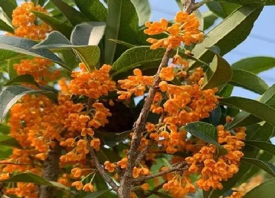 开花时间|桂花状元红一年开几次花