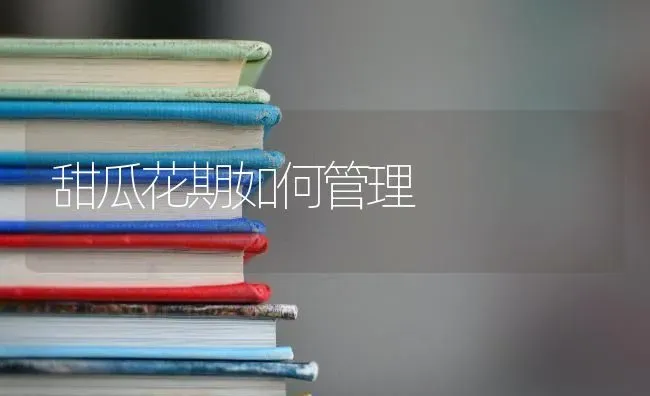 甜瓜花期如何管理 | 瓜果种植