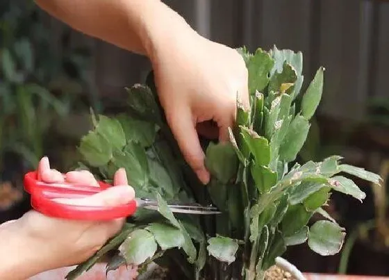 植物修剪|蟹爪兰需要剪枝吗 几月份剪枝不影响开花