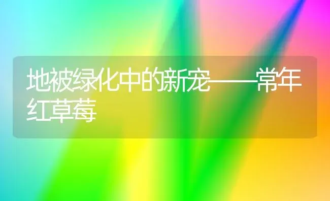 地被绿化中的新宠——常年红草莓 | 瓜果种植
