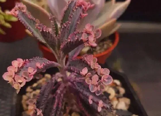 种植长叶|不死鸟叶子不长小芽怎么办