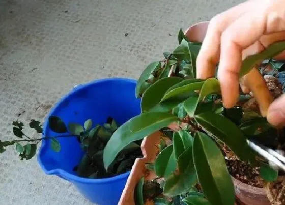 植物修剪|冬青盆景怎么修剪方法