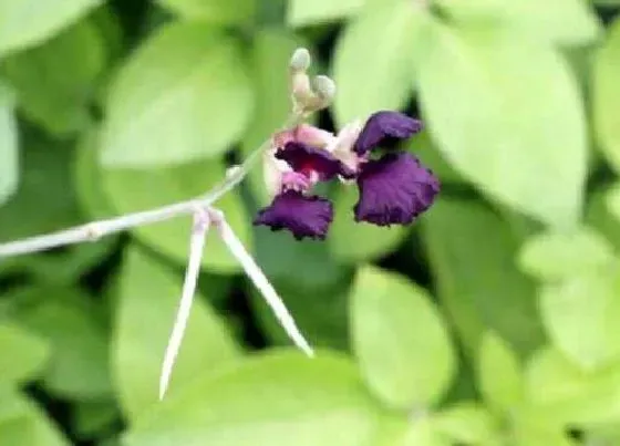 种植方法|紫花饭豆种植时间和方法