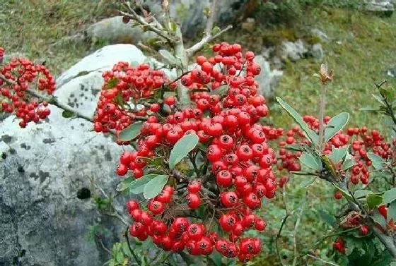 果实科普|火棘几月开花结果 什么时候开花结果