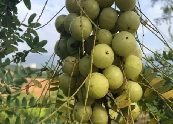 功效常识|余甘果的功效与作用