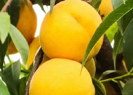 种植管理|黄桃树几年结果实