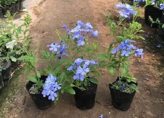 植物百科|蓝雪花耐阴吗