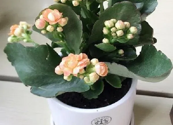 养殖方法|长寿花的茎杆太长了怎么办（花茎长得太高不长叶子原因）