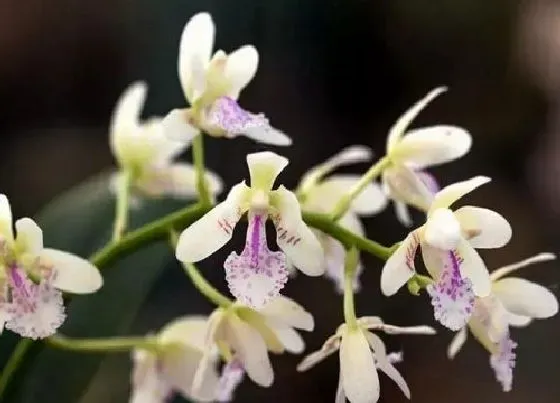 植物种类|国家保护植物兰花品种（我国野生兰花保护植物名录）