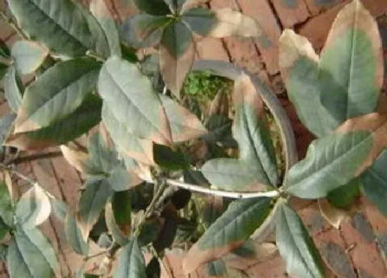 植物虫害|桂花树病虫害有哪些 防治技术与方法