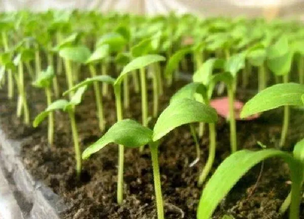 植物浇水|菜苗需要每天浇水吗